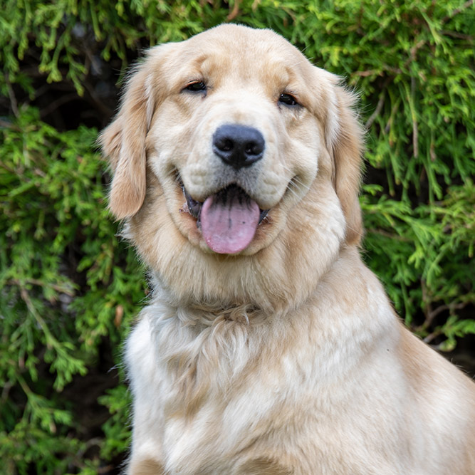 Maggie the Dog, Jr. Property Consultant