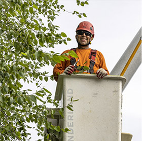 Tree Care