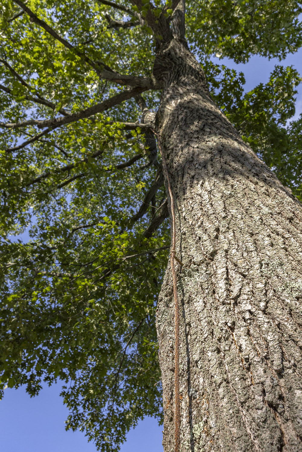 grounding line run along a tree trunk