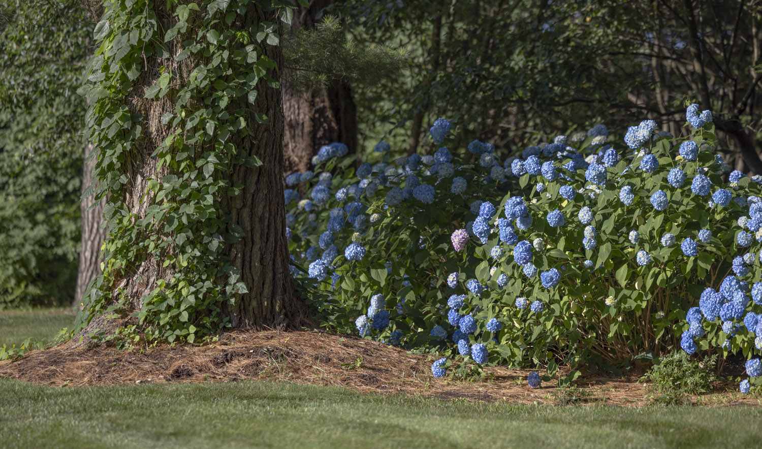 trees and shrubs
