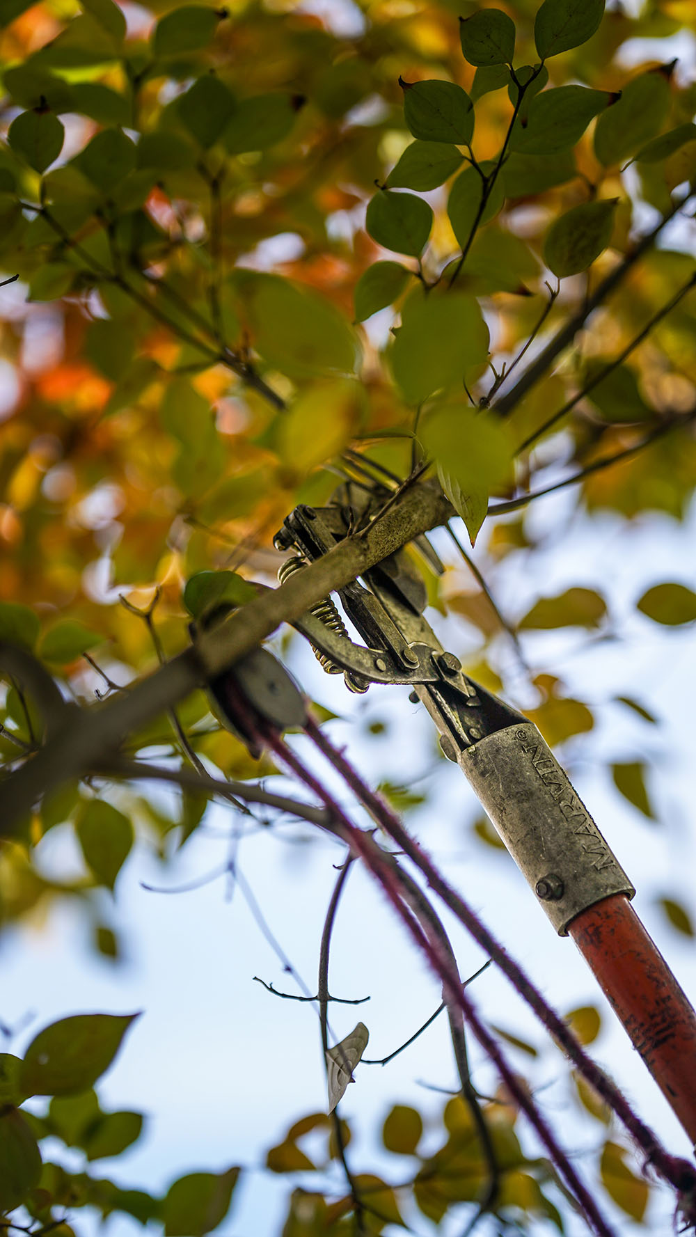 a pruning tool pruning a tree