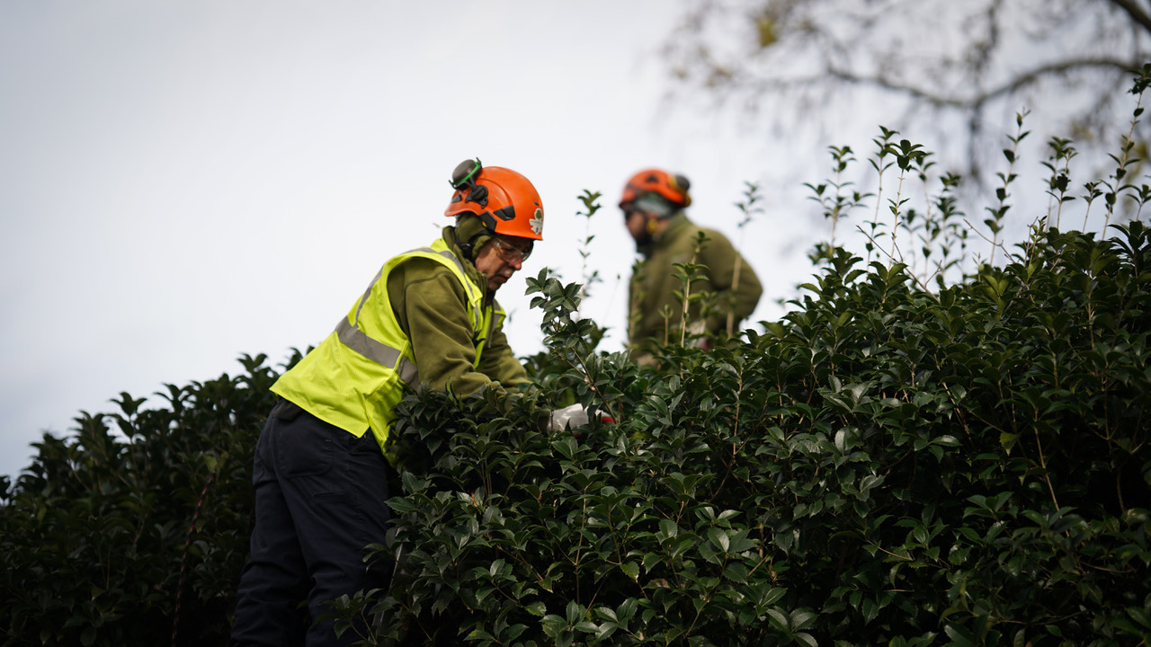 seasonal shrub and tree pruning in the Hamptons