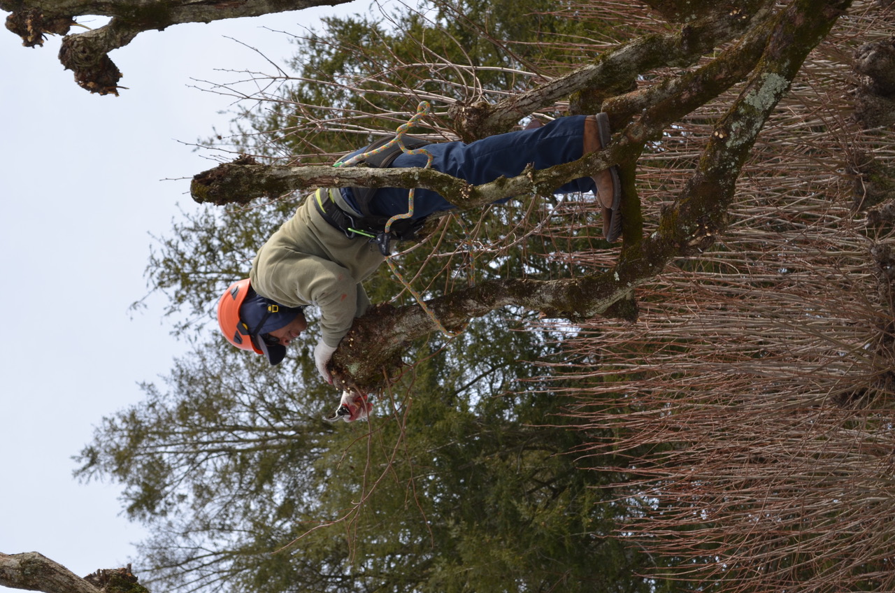 specialty pruning