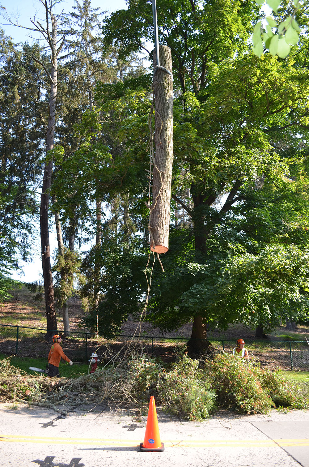 Wonderland Tree Care workers removing storm damaged trees