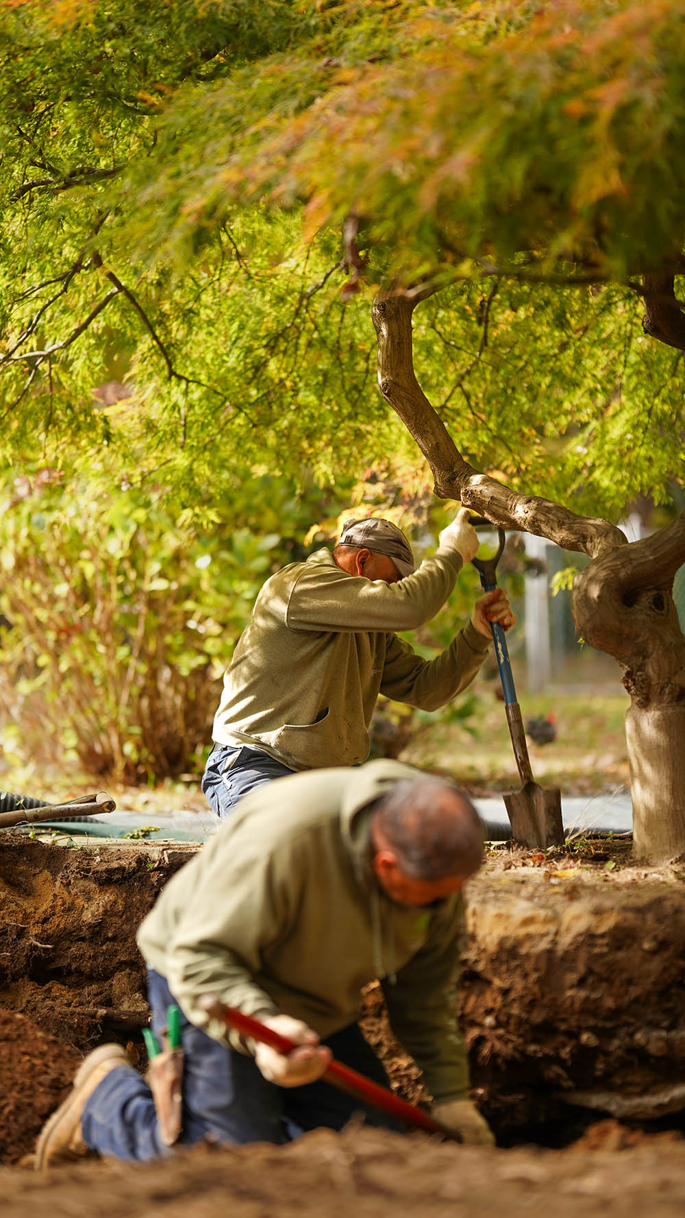 landscape workers transplanting a tree