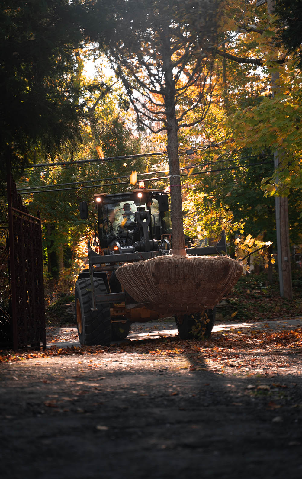 tree being delivered for planting