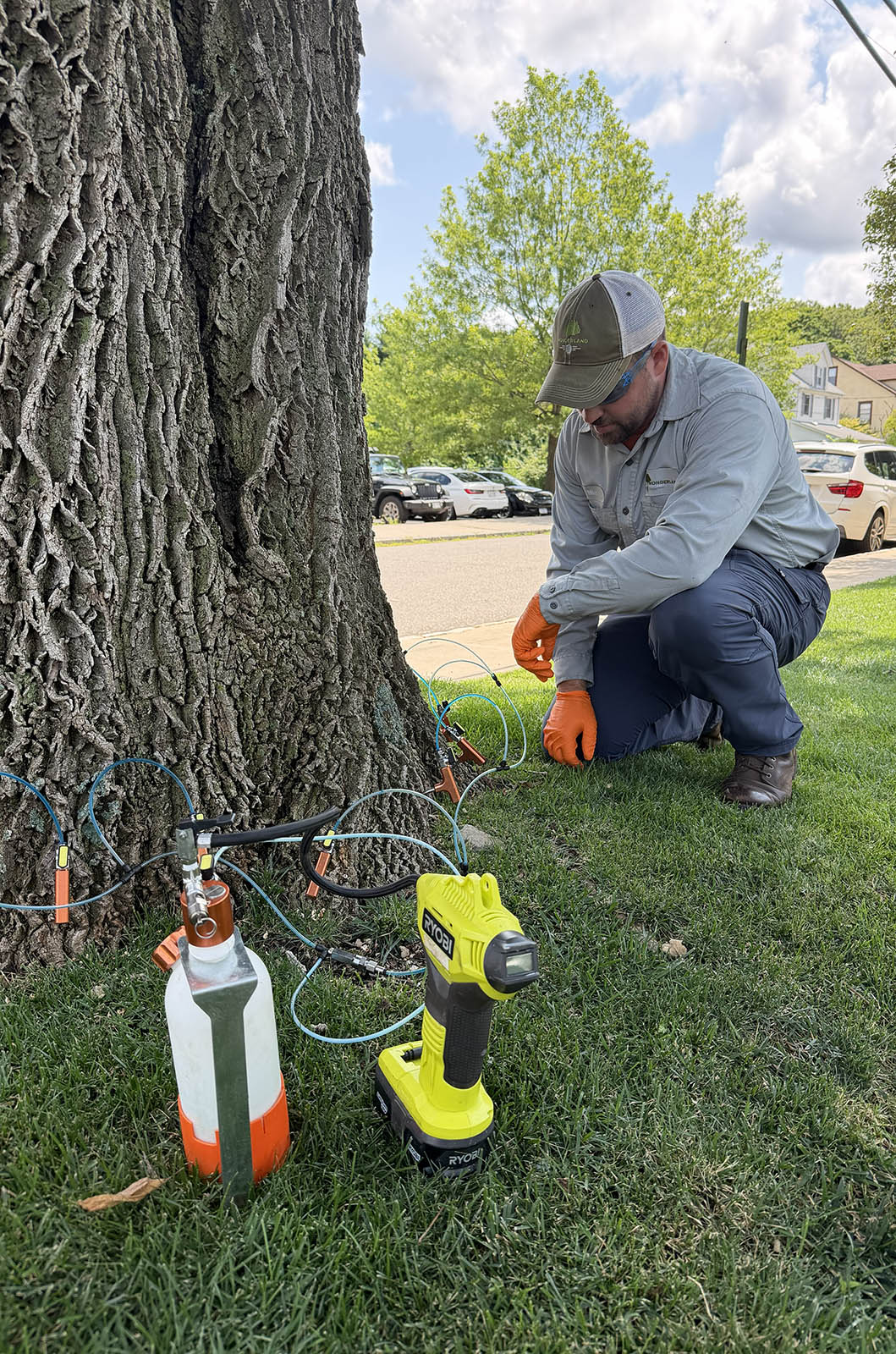 tree injections on Hamptons tree in New York