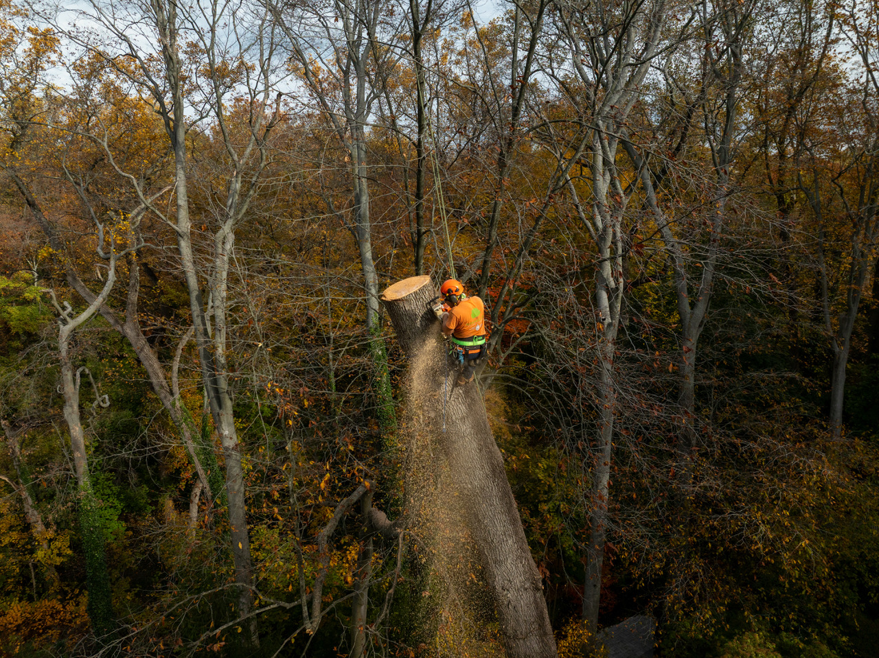 tree removal expert standing next to a large tree stump