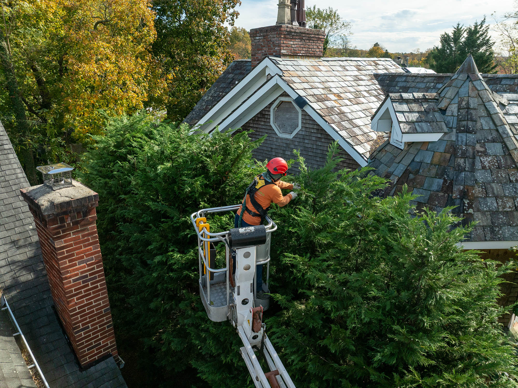 worker pruning trees between houses