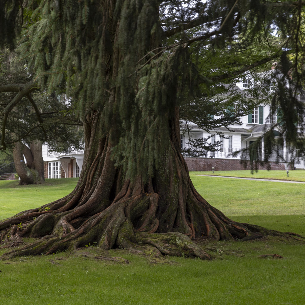 Bailey Arboretum