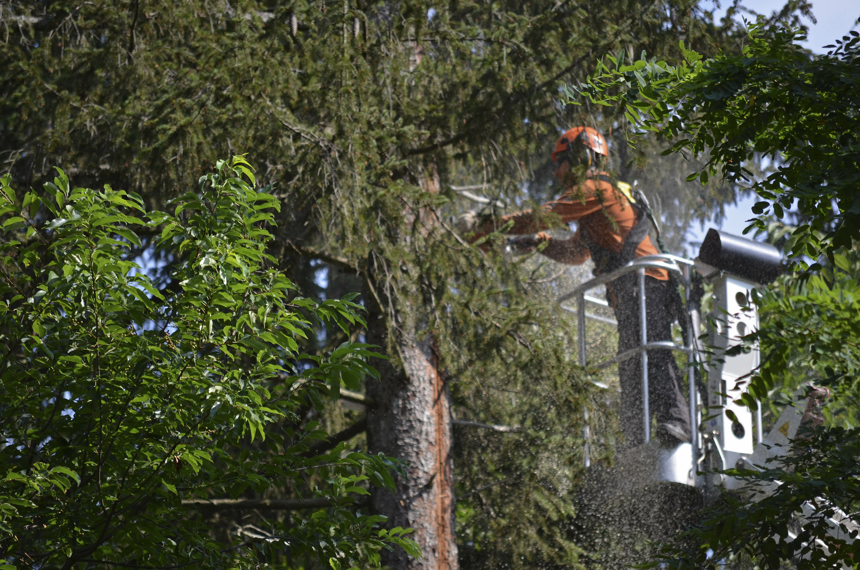 landscaping by Wonderland Tree Care