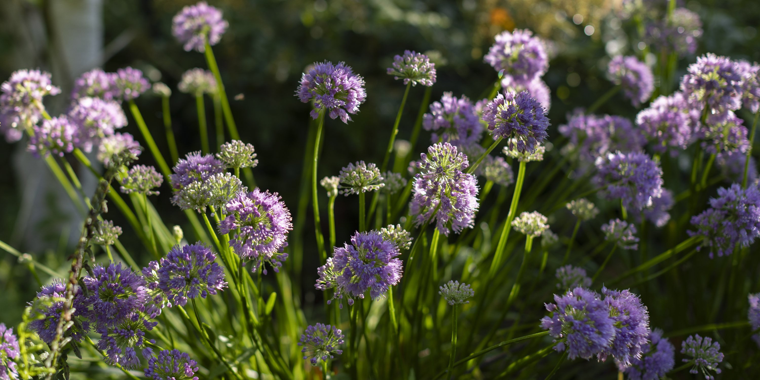 landscaping by Wonderland Tree Care