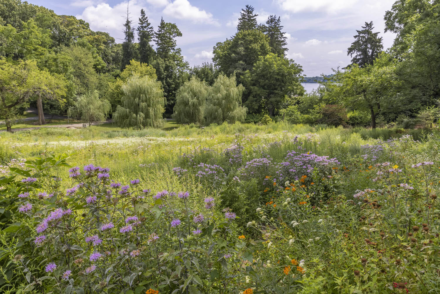 Waterside Meadow